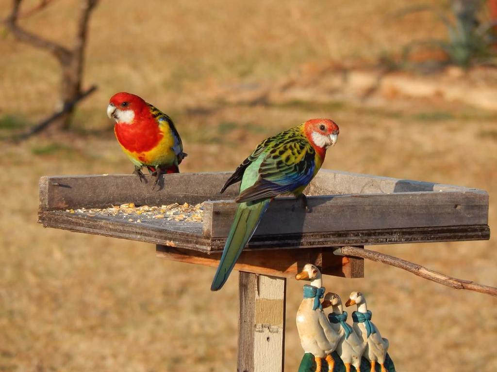 Bed and Breakfast Grovely House Stanthorpe Esterno foto