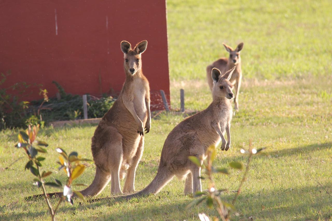Bed and Breakfast Grovely House Stanthorpe Esterno foto